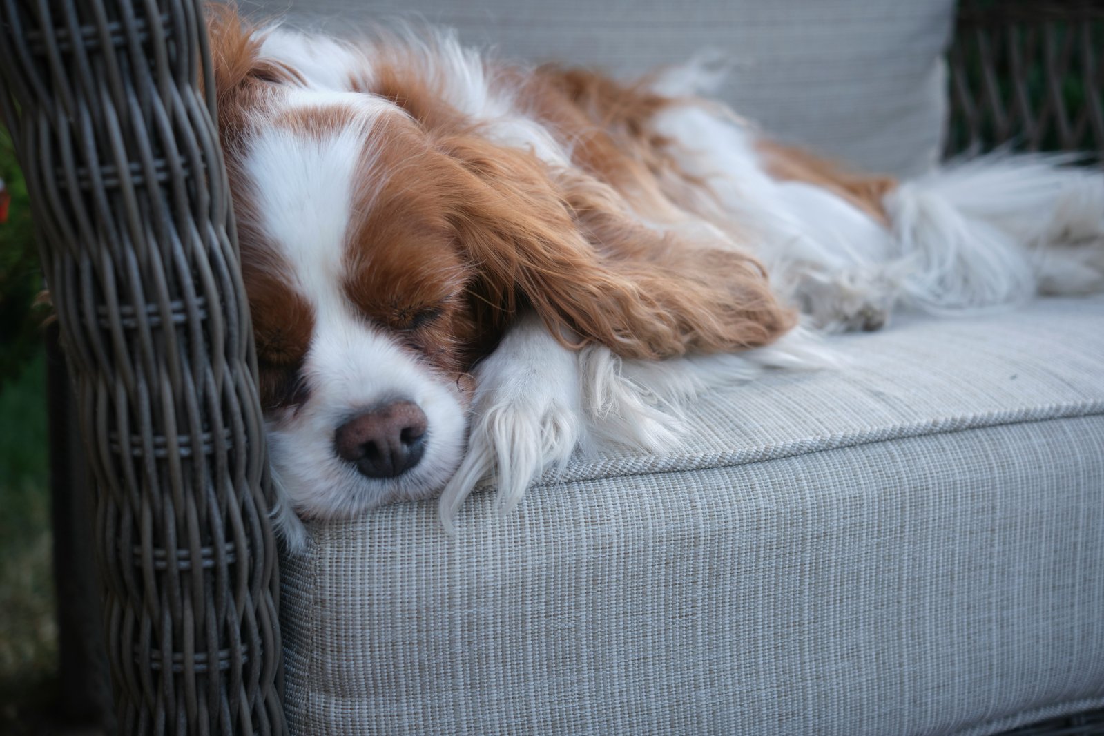 Hond slaapt op een stoffen bank